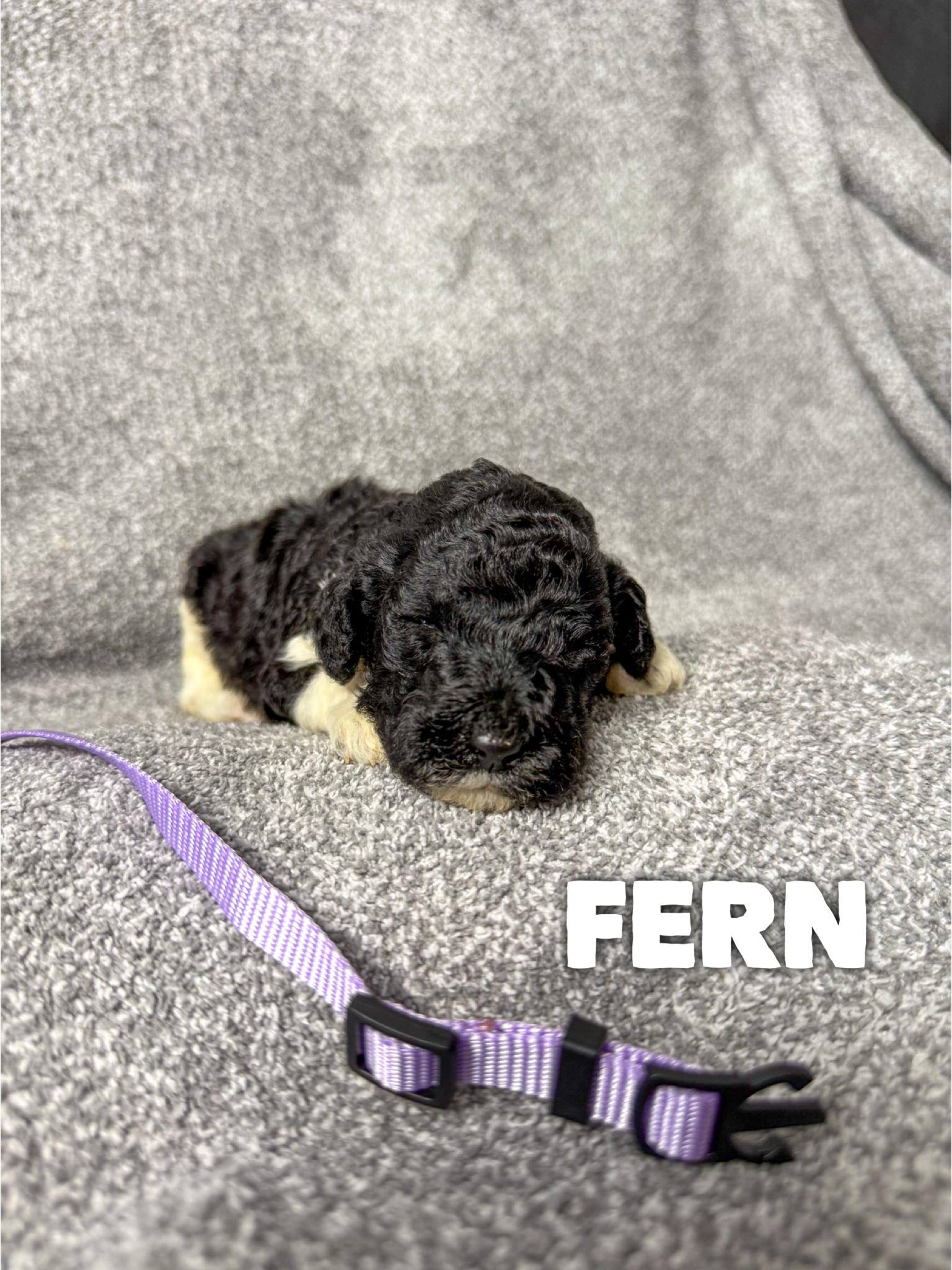 Fern 2